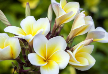 «Мужчинам гурии, а женщинам кто?