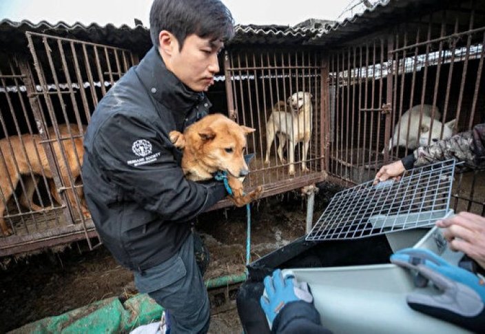 Кореяда еті үшін ит асырайтын фермалардың 70%-ы жабылды