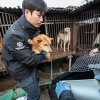 Кореяда еті үшін ит асырайтын фермалардың 70%-ы жабылды