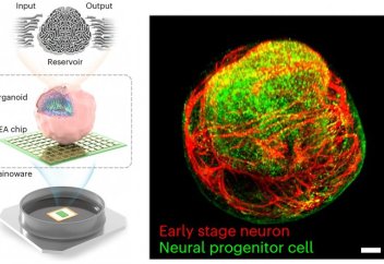Тірі ми органоидтарына негізделген нейрондық желі цифрлы баламасына қарағанда әлдеқайда тиімді болып шықты