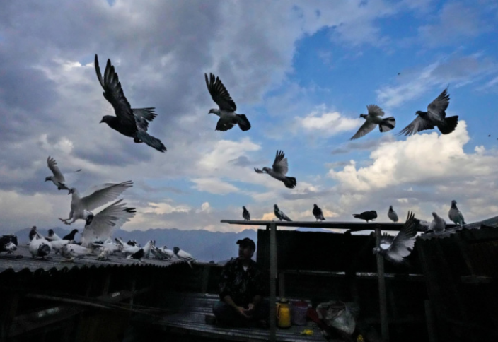 Враждующий Кашмир и птицы мира: традиции разведения голубей