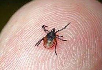 Врачи назвали симптомы укуса инфицированного клеща