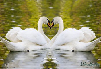 Менің жарым, менің тағдырым ба?