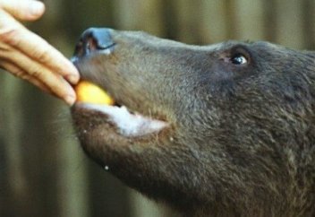 Жабайы жануарларға қолдан жем беруге тыйым салынды