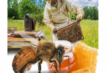 Табиғи балды жасанды түрінен қалай ажыратамыз? - Омарташының жауабы