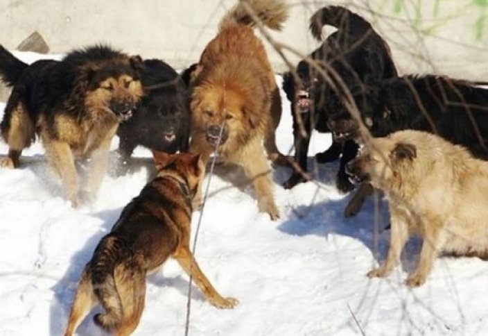Разные: Бешеные псы в Башкортостане