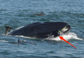 Попытка кита проглотить дайвера попала на видео