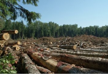 Cоңғы 60 жылда әлем бойынша орман аумағы жан басына шаққанда 9 есеге кеміген