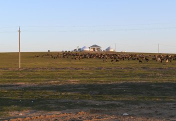 Казахстанец попал в Книгу рекордов Гиннесса благодаря верблюдам