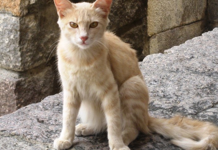 Мысық етін жейтін елдер