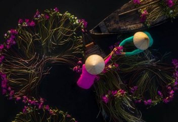 Захватывающие фото фермеров, собирающих лилии в дельте Меконга