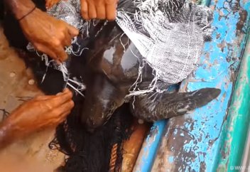 Жануарлар әлемі: Теңізде қоқыс қабына оралып қалған тасбақа құтқарылды (ФОТО,ВИДЕО)