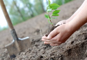 Биыл Қазақстанда 18 млн түп ағаш отырғызылады