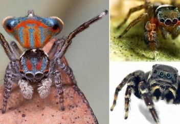 Өрмекші де түс көретін болып шықты