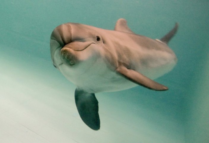 Тыңшы дельфин қолға түсті
