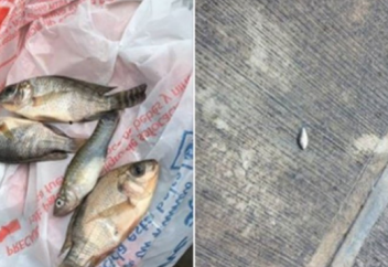 Аспаннан балық жауды (видео)