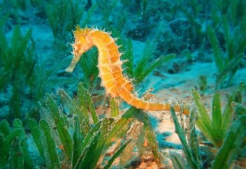 Подводный фотограф снял на видео морского дракона (видео)