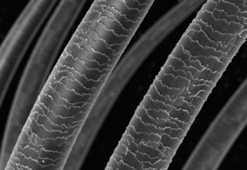 Чудеса сотворения: сложный мир простого волоса