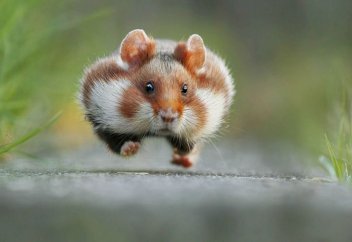 Көңілді жануарлар