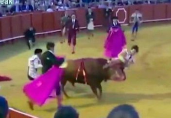 Жануарлар әлемі: Севильедегі коррида: Матадор өлім аузынан қалды (ВИДЕО)