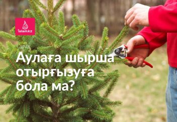 Аулаға шырша отырғызуға бола ма?