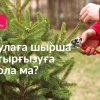 Аулаға шырша отырғызуға бола ма?