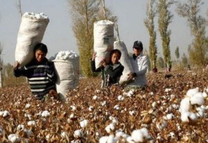 В Узбекистане за год собрали 4 млн тонн хлопка