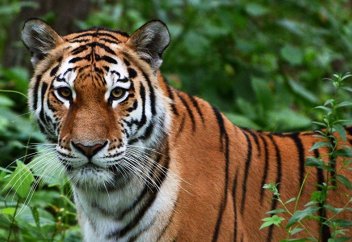 Он жылдан соң жолбарыстың тұқымы тұздай құруы мүмкін