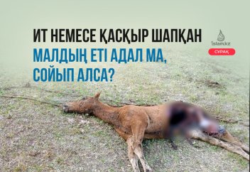 Ит немесе қасқыр шапқан малдың еті адал ма, сойып алса?