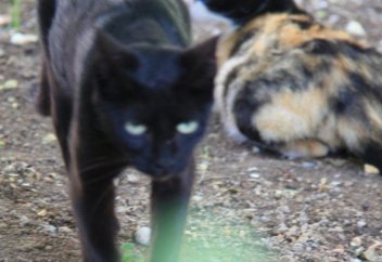 Власти Австралии объявили войну диким кошкам 