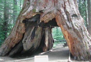 Әлемдегі ең алып ағаш (видео)