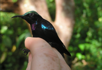 Құстың жаңа түрі табылды