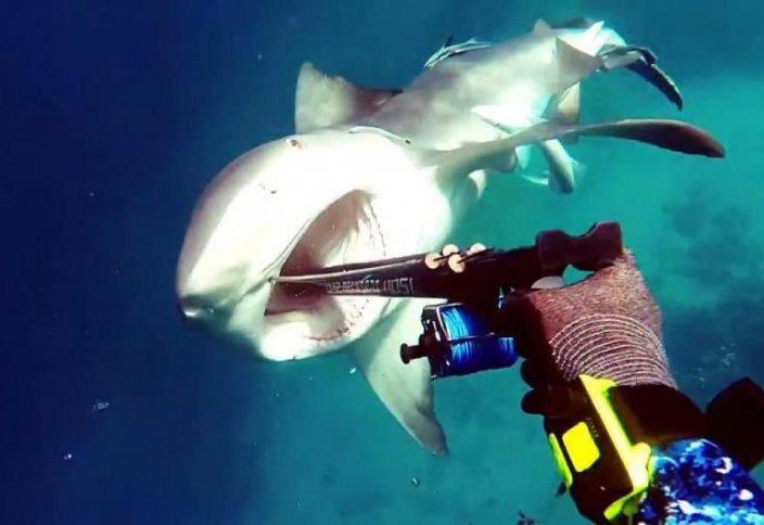 Дайвер мен акуланың айқасы таспаға тартылып қалды (видео)