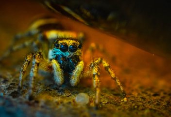 Арахнологтар өрмекшілерді соншалықты құбыжық етіп көрсететіндердің кімдер екенін анықтады