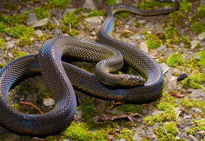 Разные: Новый вид змей обнаружили во Вьетнаме (фото)