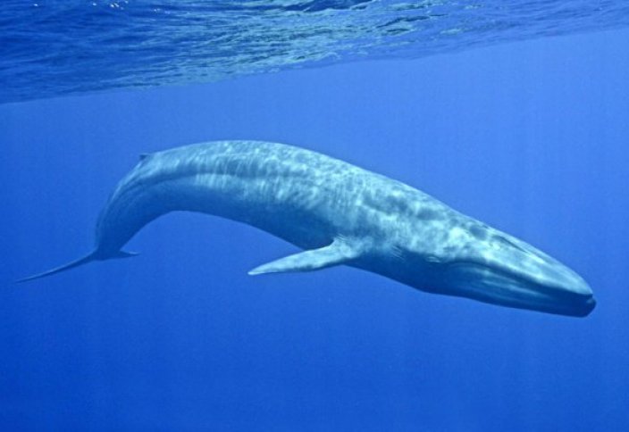 В Красном море впервые в истории появился кит (Видео)