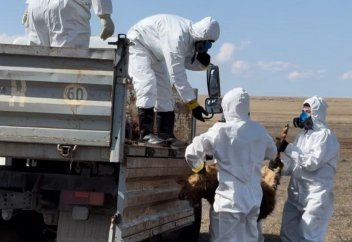 Қазақстанда су тасқынынан 5,7 мың бас мал қырылды