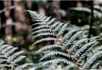 Қытай ғалымдары әлемде алғашқы болып өсімдіктен сирек кездесетін металл өндірді