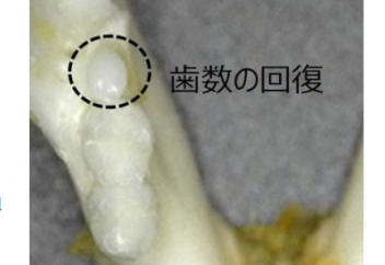 Жапон ғалымдары жаңа тіс өсірудің жолын тапты