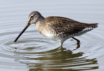 Орта Азияны мекен ететін құс жаһандық жылынуға байланысты Саха жеріне ауды
