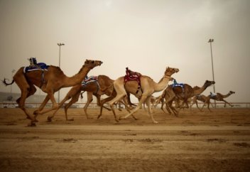 Иордания шөлейтінде түйе жарысы өтті (видео)
