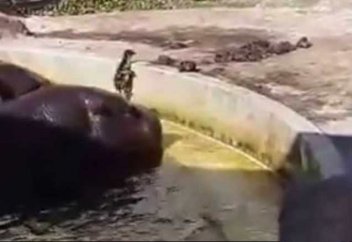 Жануарлар әлемі: Сусиыр үйрек балапанына қалай көмектесті? (видео)