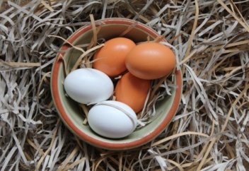 Как повысить яйценоскость кур – простые советы