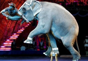 Циркте жануарларды пайдалануға тыйым салады