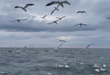 ИТАЛИЯДА ҚҰСТЫҢ 16 ТҮРІ ЖОЙЫЛЫП КЕТУІ МҮМКІН