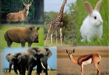 Сүтқоректілер туралы қызықты 10 мәлімет