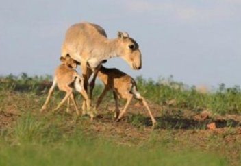 «Құралайдың салқыны» һәм киіктің киесі