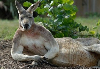 КЕНГУРУ КЕЙПІНДЕГІ ҚОҚЫС САЛҒЫШҚА ДА ТАБЫНА БАСТАДЫ (ВИДЕО
