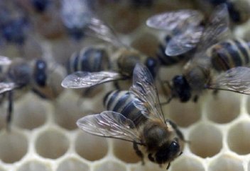 Америкада Зика безгегімен күрес кезінде миллиондаған ара қырылып қалды (фото)