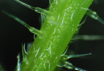 Растения-мирмекофилы